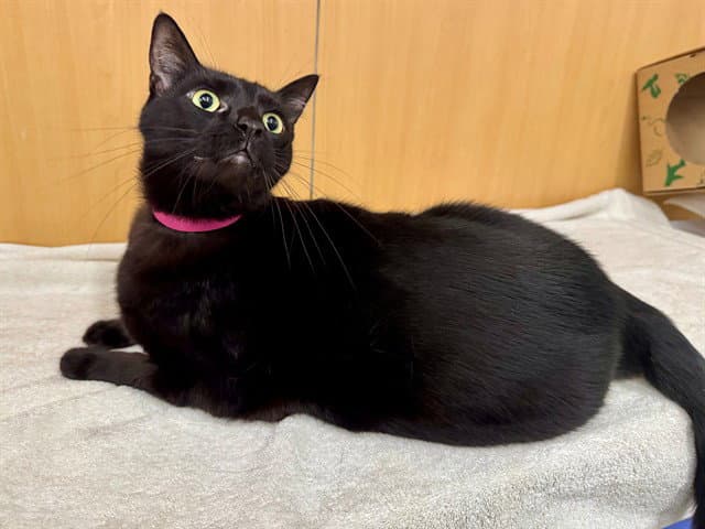 Opal - Domestic Medium Hair