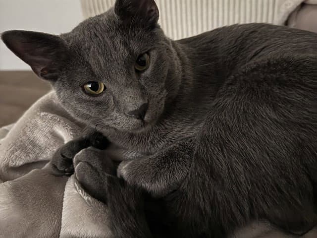 Atlas - Domestic Short Hair