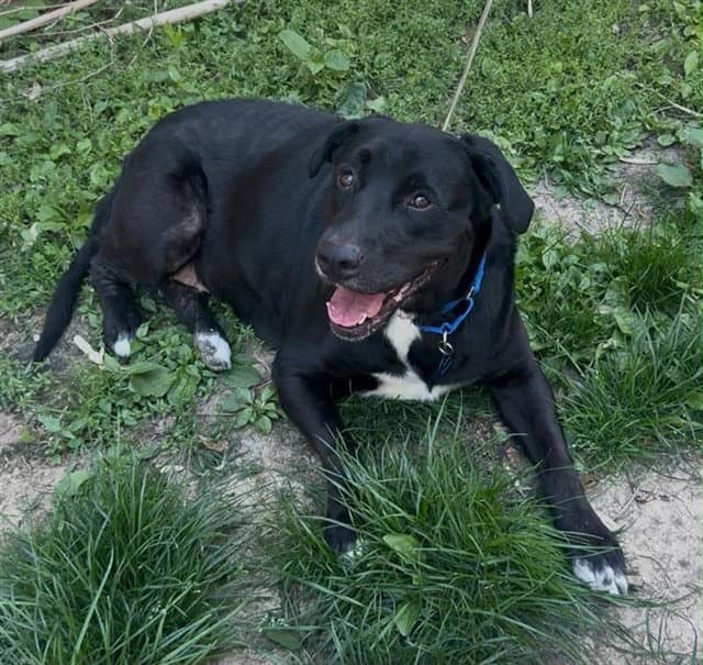 Olive - Labrador Retriever