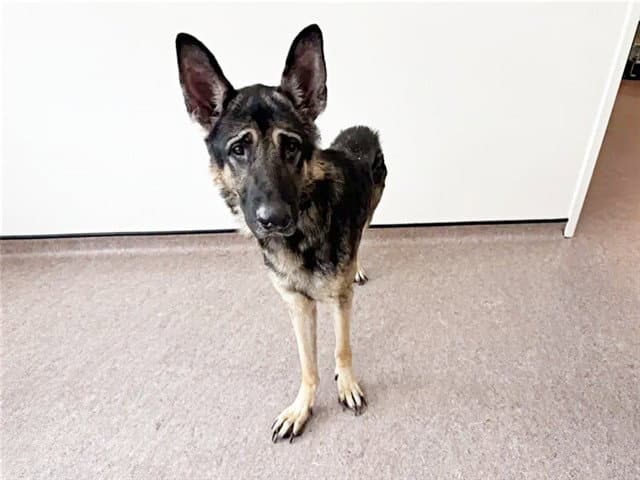 Gaston - German Shepherd Dog