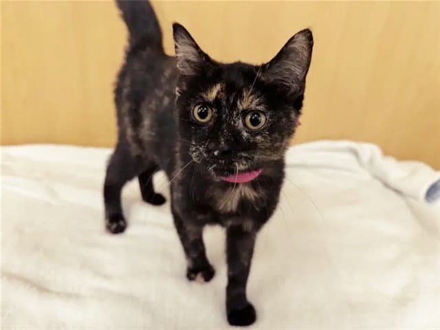 Tia - Domestic Short Hair
