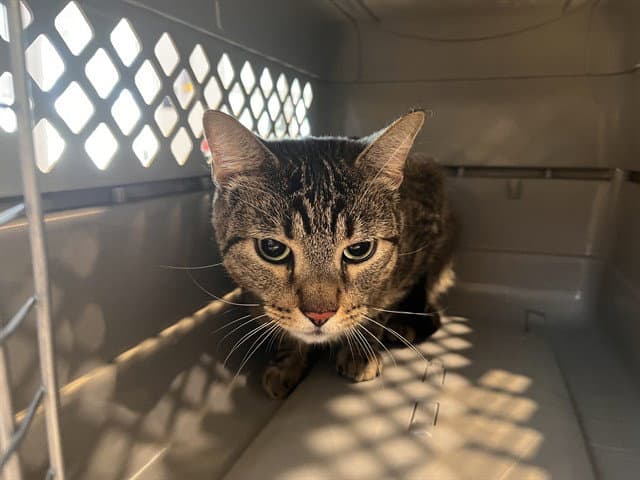 Nikki - Domestic Short Hair
