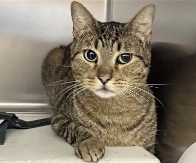 Nikki - Domestic Short Hair