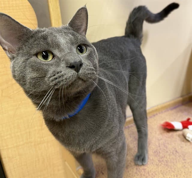 Smokey - Domestic Short Hair