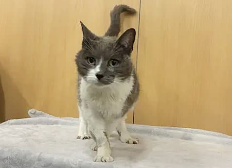 Luna - Domestic Short Hair