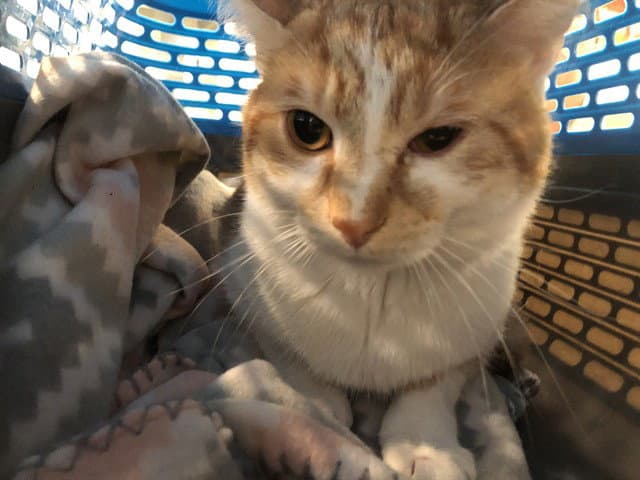 Ralphie - Domestic Short Hair