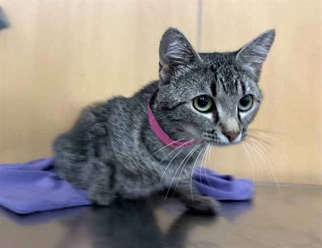 Katie - Domestic Short Hair