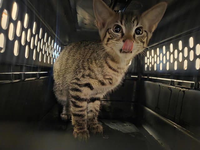 Tiresias - Domestic Short Hair