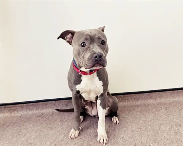 Peanut Butter - Pit Bull Terrier