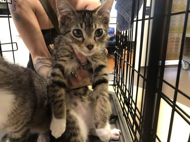 Grace - Domestic Short Hair