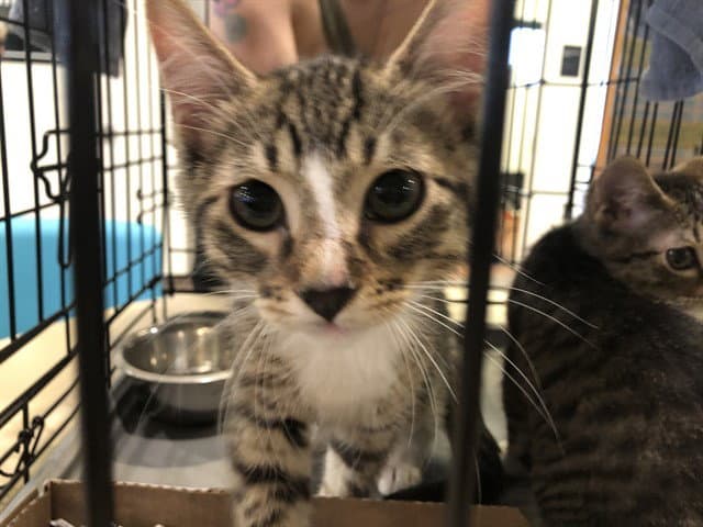Brady - Domestic Short Hair