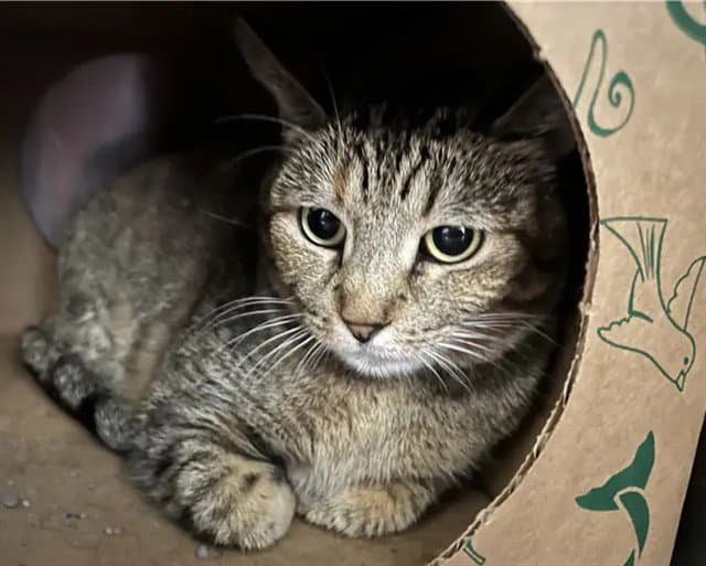 Blondie - Domestic Short Hair