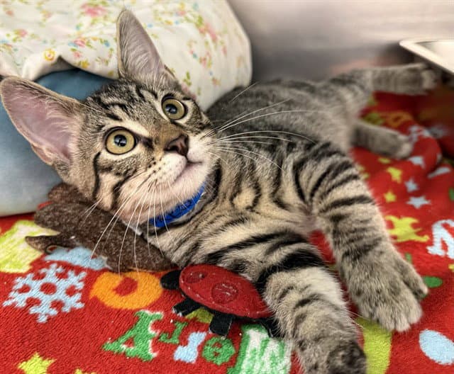 Tiresias - Domestic Short Hair