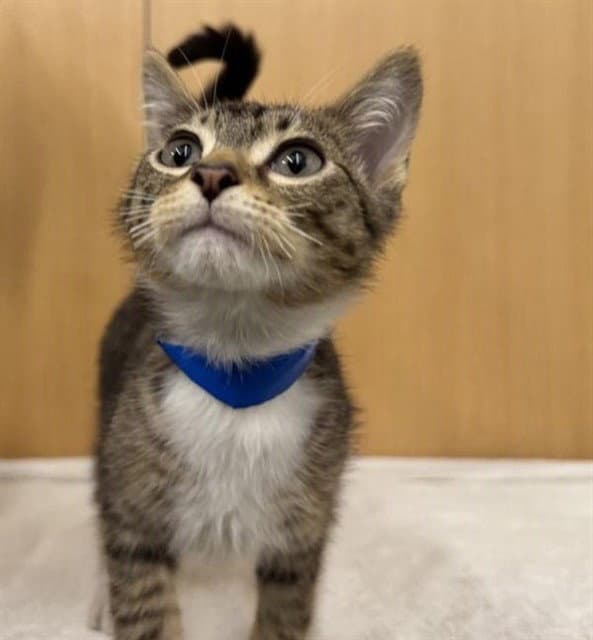 Grace - Domestic Short Hair