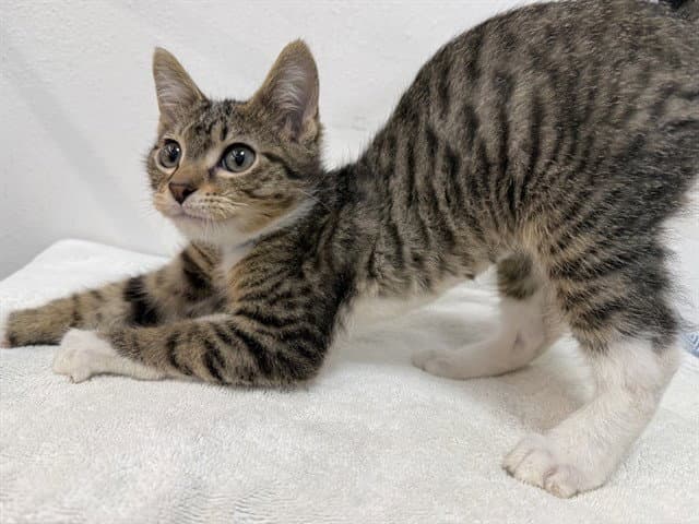 Grace - Domestic Short Hair