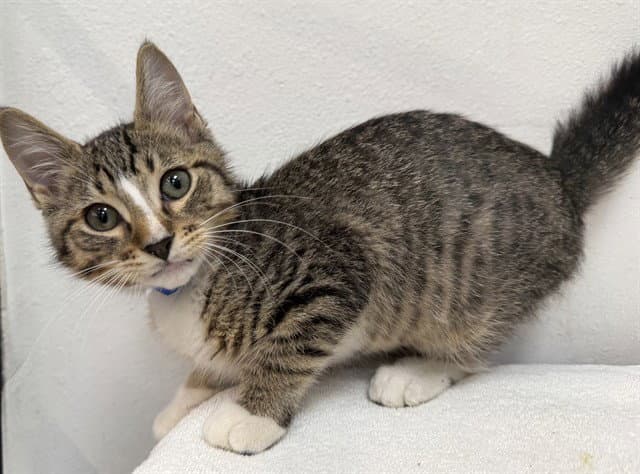 Brady - Domestic Short Hair