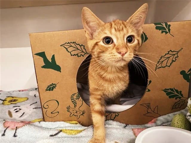 Agamemnon - Domestic Short Hair