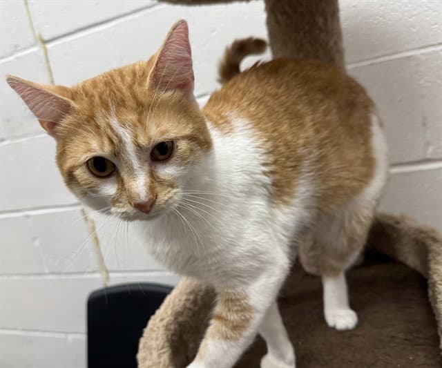 Ralphie - Domestic Short Hair