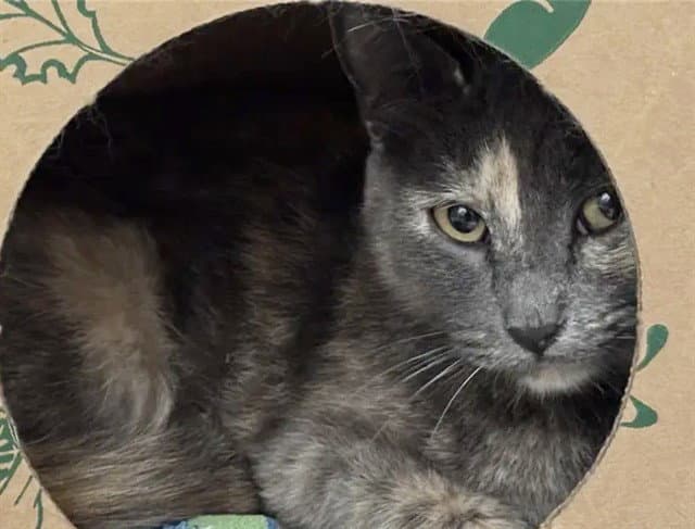 Mama - Domestic Short Hair