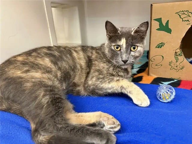 Mama - Domestic Short Hair
