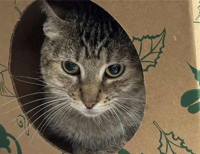 Blossom - Domestic Short Hair