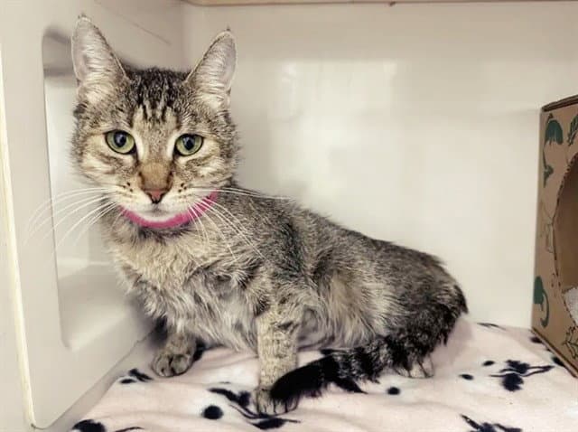 Blossom - Domestic Short Hair