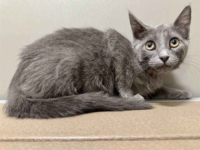 Trekie - Domestic Short Hair