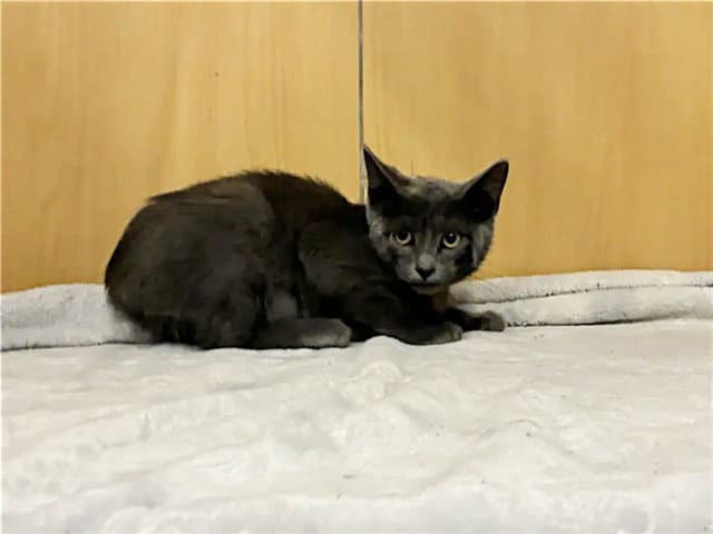 Crusher - Domestic Short Hair
