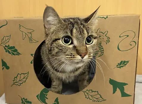 Lana - Domestic Short Hair