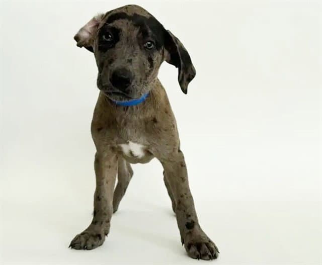 Stefan - Labrador Retriever