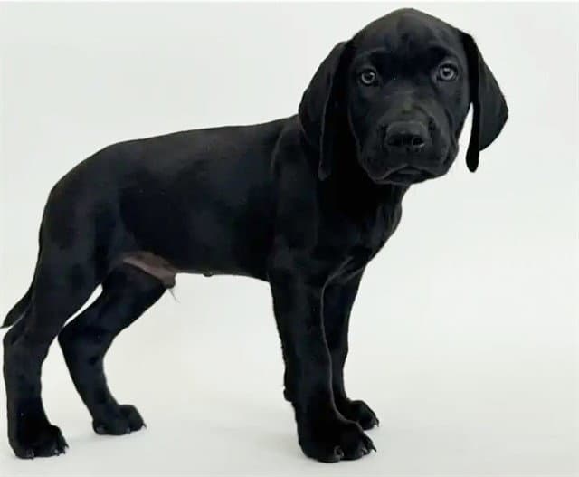 Tyler - Labrador Retriever