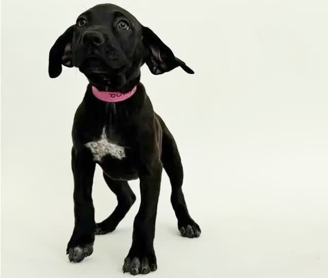 Elena - Labrador Retriever