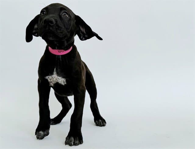 Elena - Labrador Retriever