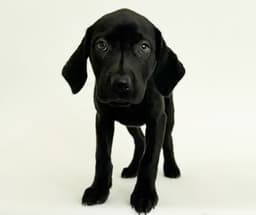 Bonnie image 1