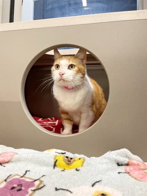 Sophie - Domestic Short Hair