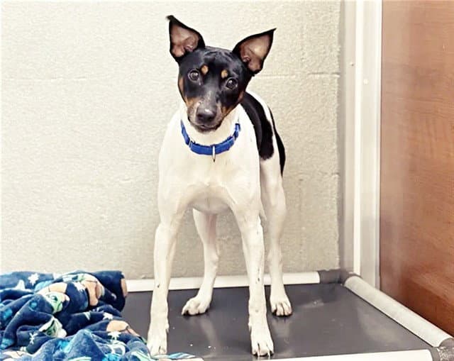 Snoopy - Rat Terrier