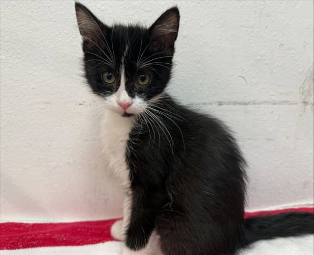 James - Domestic Short Hair