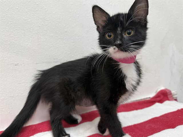 Jenny - Domestic Short Hair