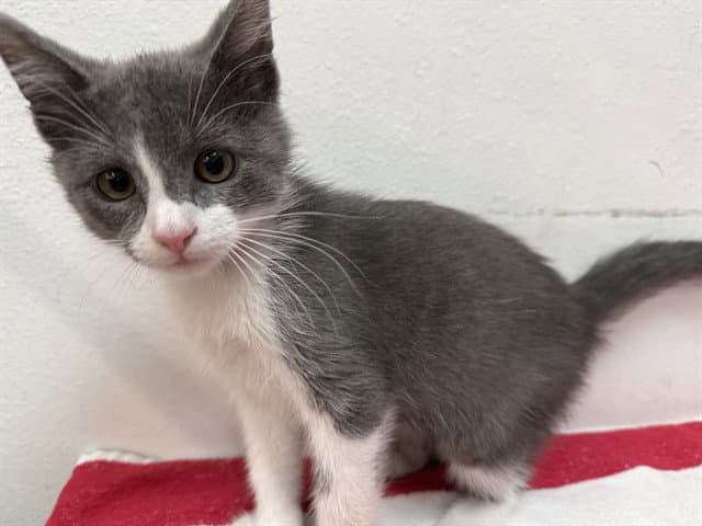 Julie - Domestic Short Hair