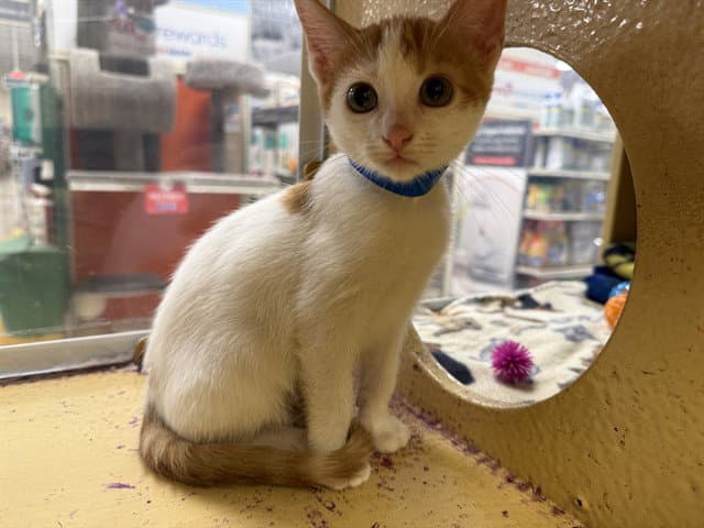 August West - Domestic Short Hair