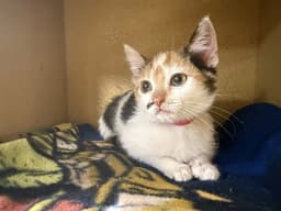 Brenda image 1