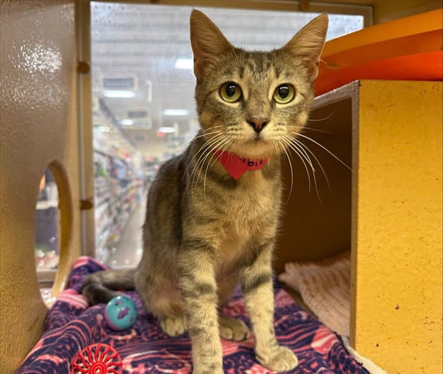 Sybil - Domestic Short Hair