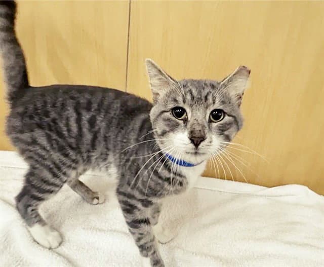 Bob - Domestic Medium Hair