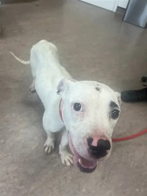 Bones - Pit Bull Terrier