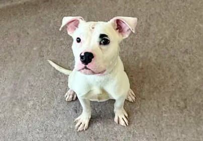 Bones - Pit Bull Terrier