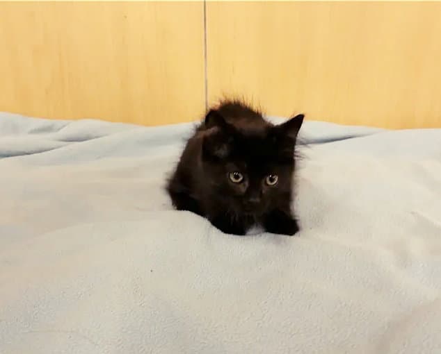 Orzo - Domestic Short Hair