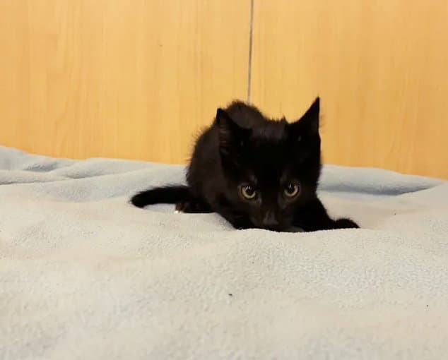 Macaroni - Domestic Short Hair