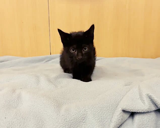 Linguine - Domestic Short Hair
