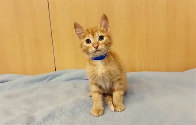 Rigatoni - Domestic Short Hair