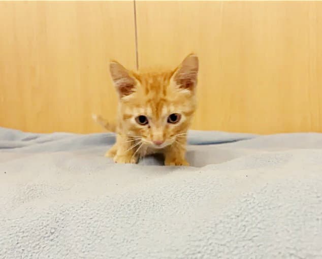 Lasagna - Domestic Short Hair